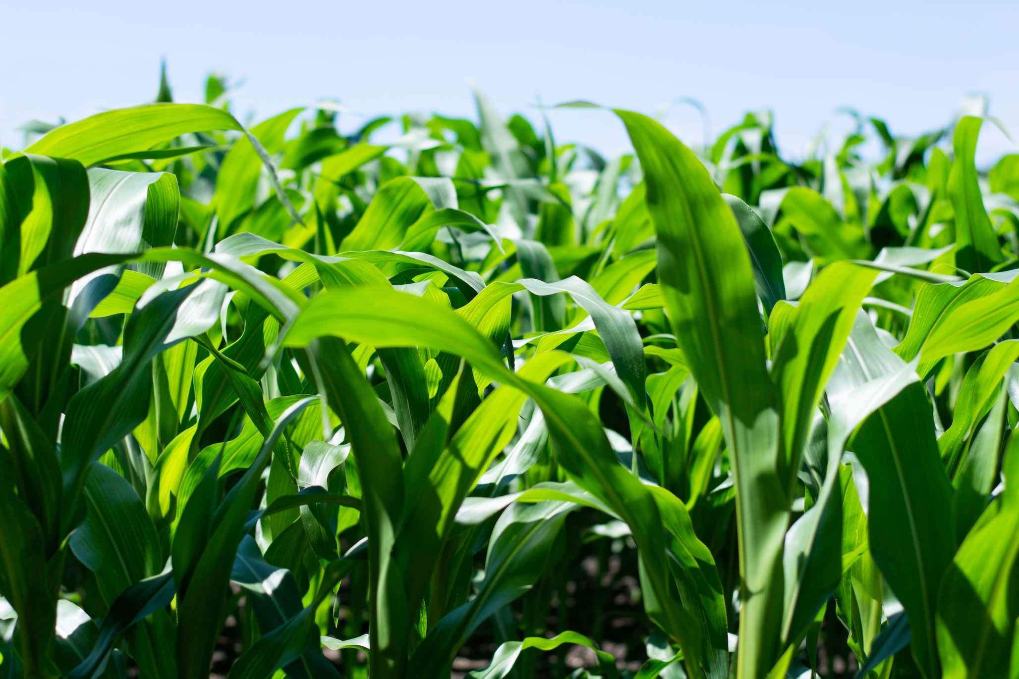 https://otc.duke.edu/wp-content/uploads/2022/08/green-corn-crops-field-landscape-on-bright-summer-8GFJ8AT-1.jpg