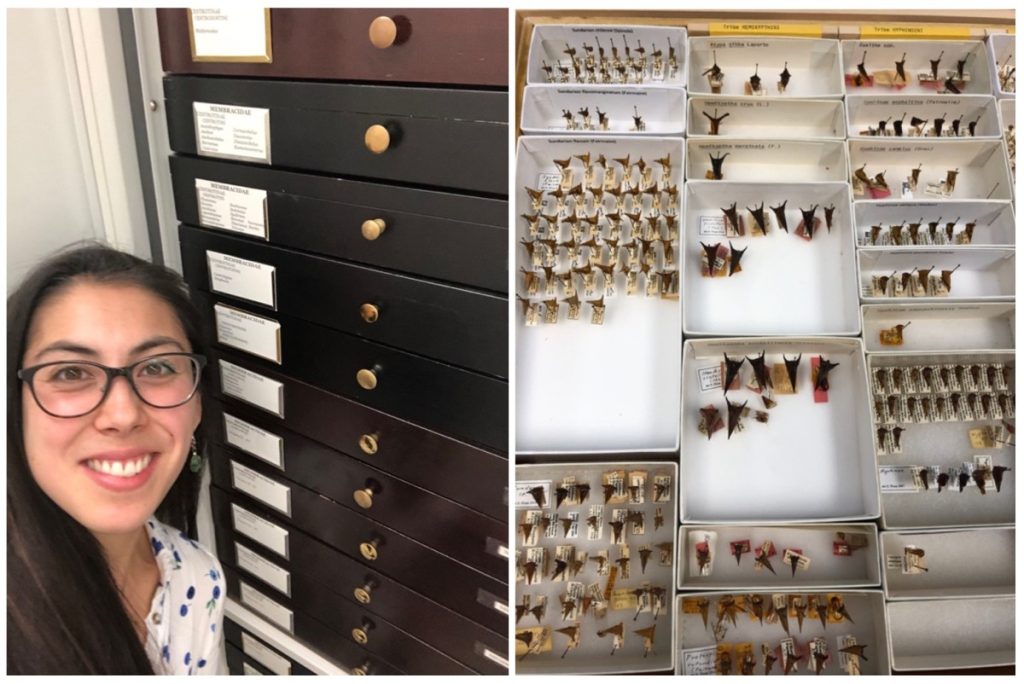 Two photos side by side. On the left, Anna Kudla takes a selfie in a white flower print shirt and glasses in front of a tall dark wooden cabinet with labels too small to read on many thin horizontal drawers. On the right, a look inside a specimen cabinet, with treehoppers arranged in neat rows in shallow white boxes with small labels.