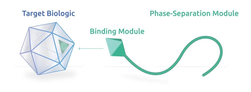 A cartoon graphic depicting the core components of the Isolere Bio technology. On the left is a grey-blue dodecahedron labeled "Target Biologic" which has one facet highlighted in green. On the right, is a pyramid of matching green with a looping tail. The head is labeled "Binding Module" and the tail is labeled "Phase-Separation Module". An arrow points from the green pyramid head to the corresponding green triangle highlight, indicating a binding site.