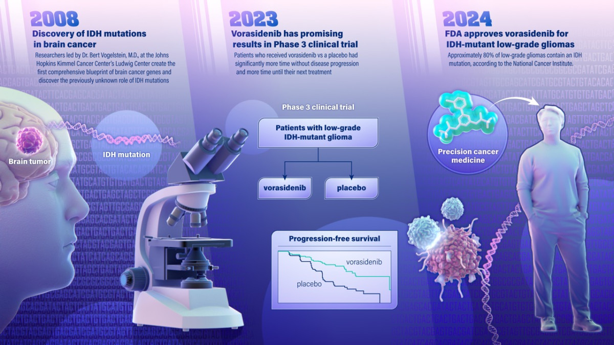 Infographic timeline of vorasidenib development, highlighting “2008 Discovery of IDH mutations in brain cancer”, “2023 Vorasidenib has promising results in Phase 3 clinical trial”, and “2024 FDA approves corasidenib for IDH-mutant low-grade gliomas”. Illustrations of brain tumor, DNA, microscope, trial results graph, and precision medicine application all with a purple tint.